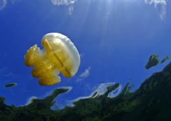 Flying jellyfish, taken at Jellyfish Lake in Palau with t... by Luiz Rocha 